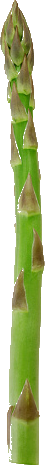 Asparagus single